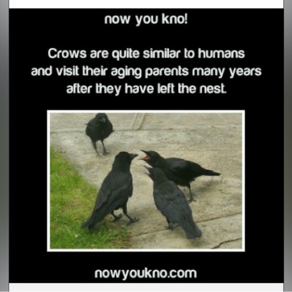 $2 RAVEN PIN/BROOCH. ENAMEL/METAL. NEW. $2 WITH ANY $10 ORDER OR MORE - Picture 12 of 16